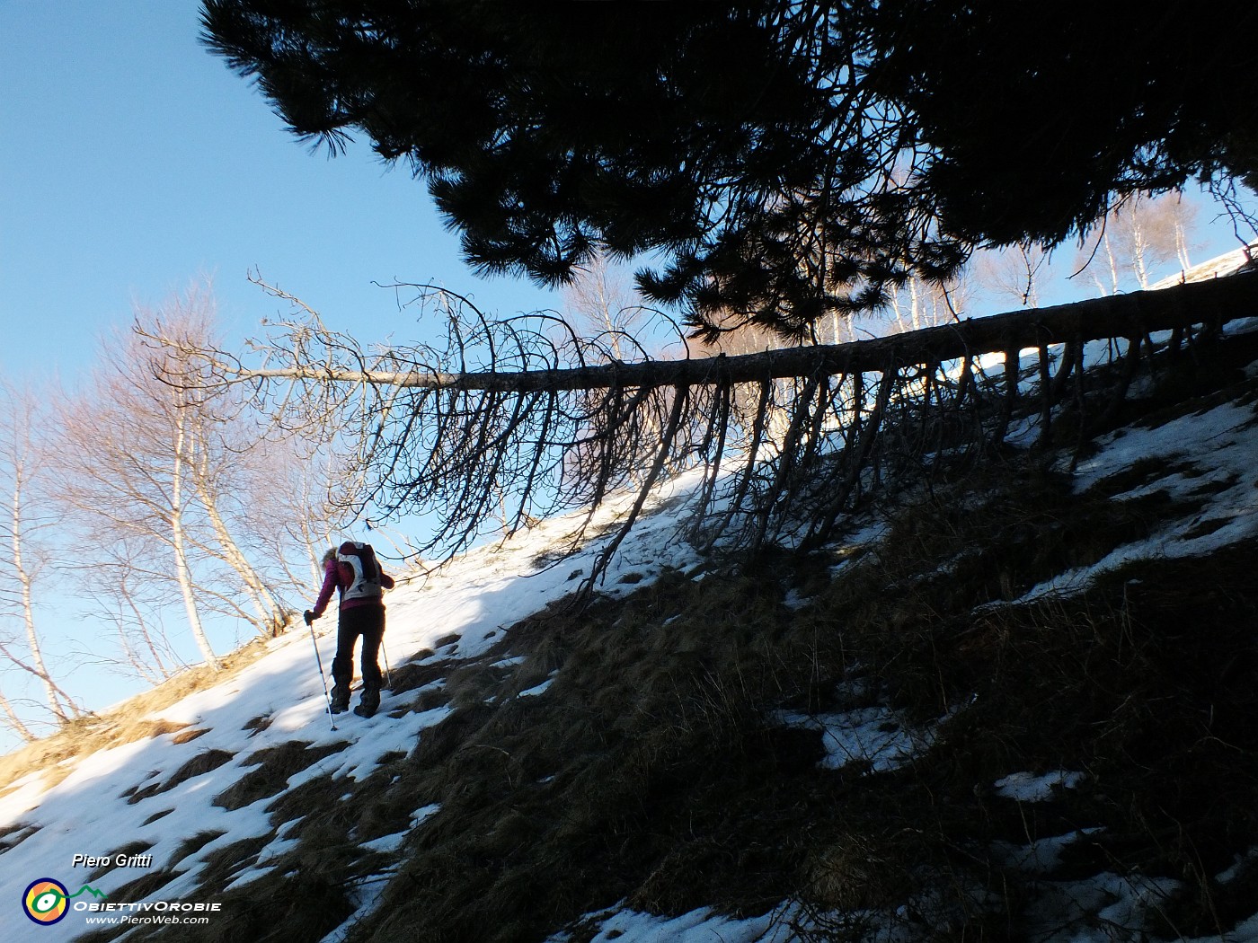 19 Costretti fuori sentiero per accumuli di neve nella pineta .JPG